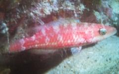 [Wrasse+Slender.jpg]