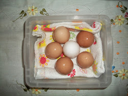 Ovos frescos lá do ninho pra fazer nosso bolinho