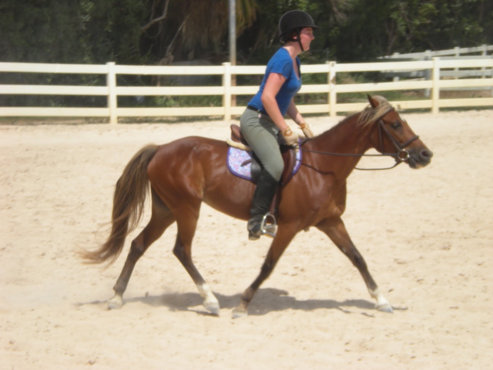 Equestrian Endeavors The Bermuda Experience