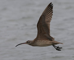 birds gibbins gulls chris hudsonian underwing whimbrel showing its