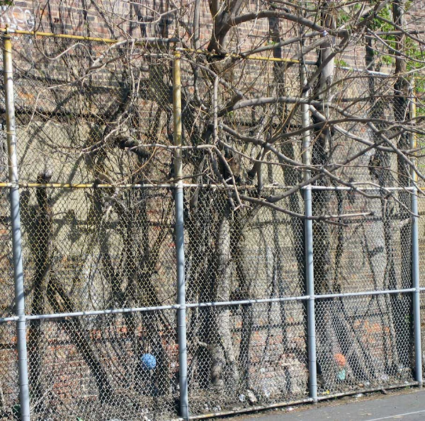 Trapped Trees - The trees were at the back of the Asher Levy school yard off First Ave. & 11th St. until a luxury condo was built there.
