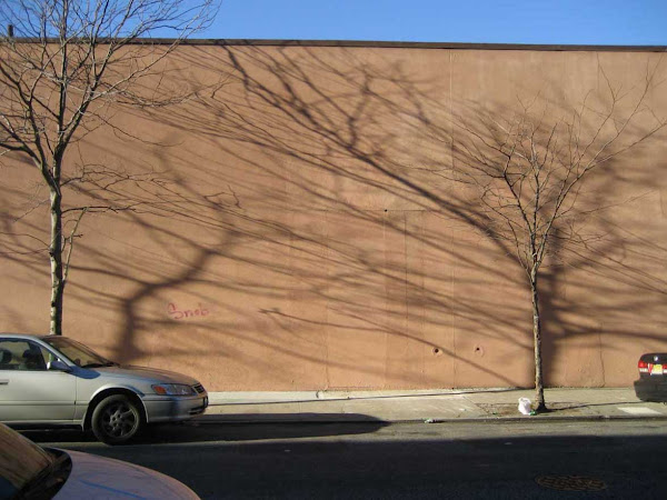 Tree Shadows - Behind a Greenpoint supermarket. The shadows are thrown by the tree to the left of the one they're behind.