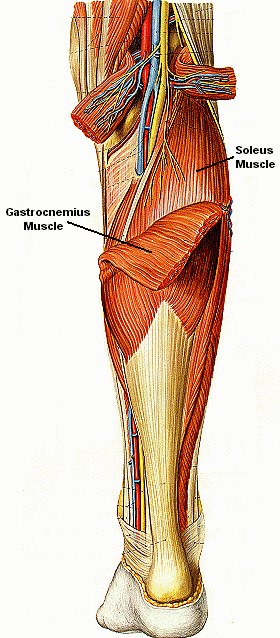 Torn  Muscle 4
