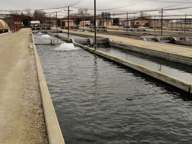 Idaho Travel Things To Do Idaho Vacation Visit a Fish Hatchery