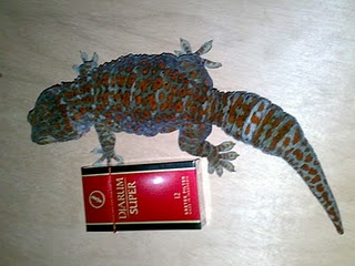 tokek 4 ons tokek 4 ons