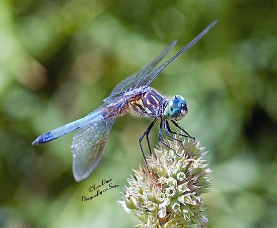 http://3.bp.blogspot.com/_JhCVLN6-q4c/TLM94jU47jI/AAAAAAAAAG0/llLwDRb6uOU/s1600/Dragonfly_on_cat_nip_DSC_7950.jpg