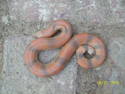 Indian Sand Boa Snake