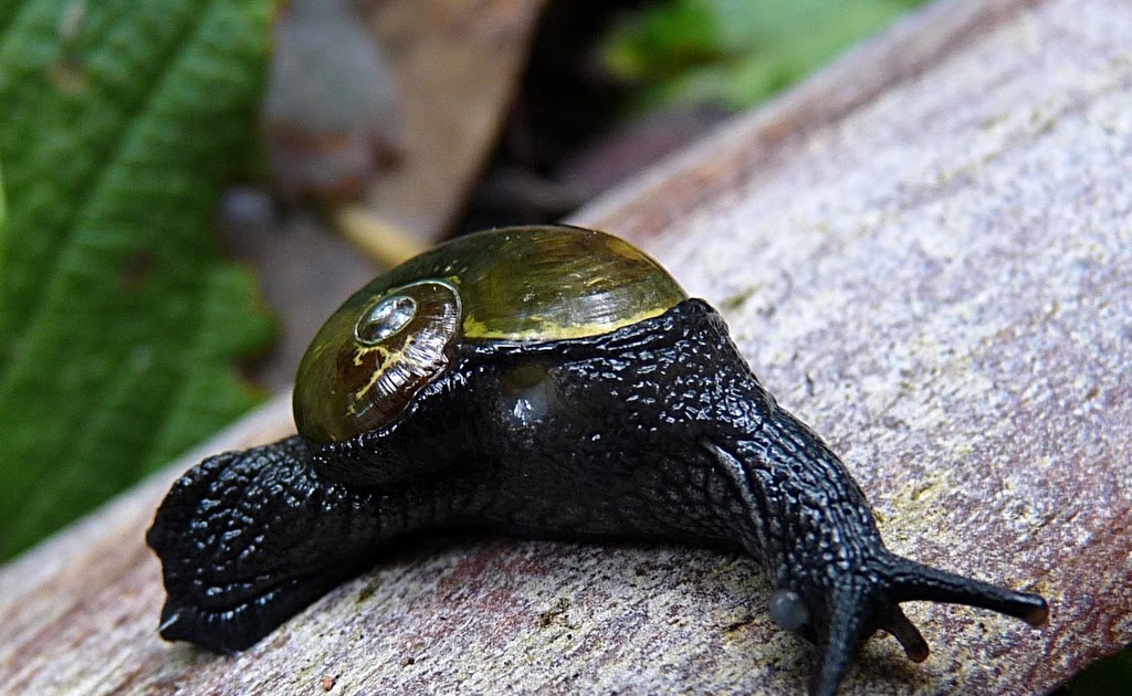 Bushranger Snail's pace