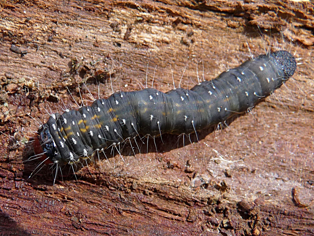 Bushranger Moth caterpillars