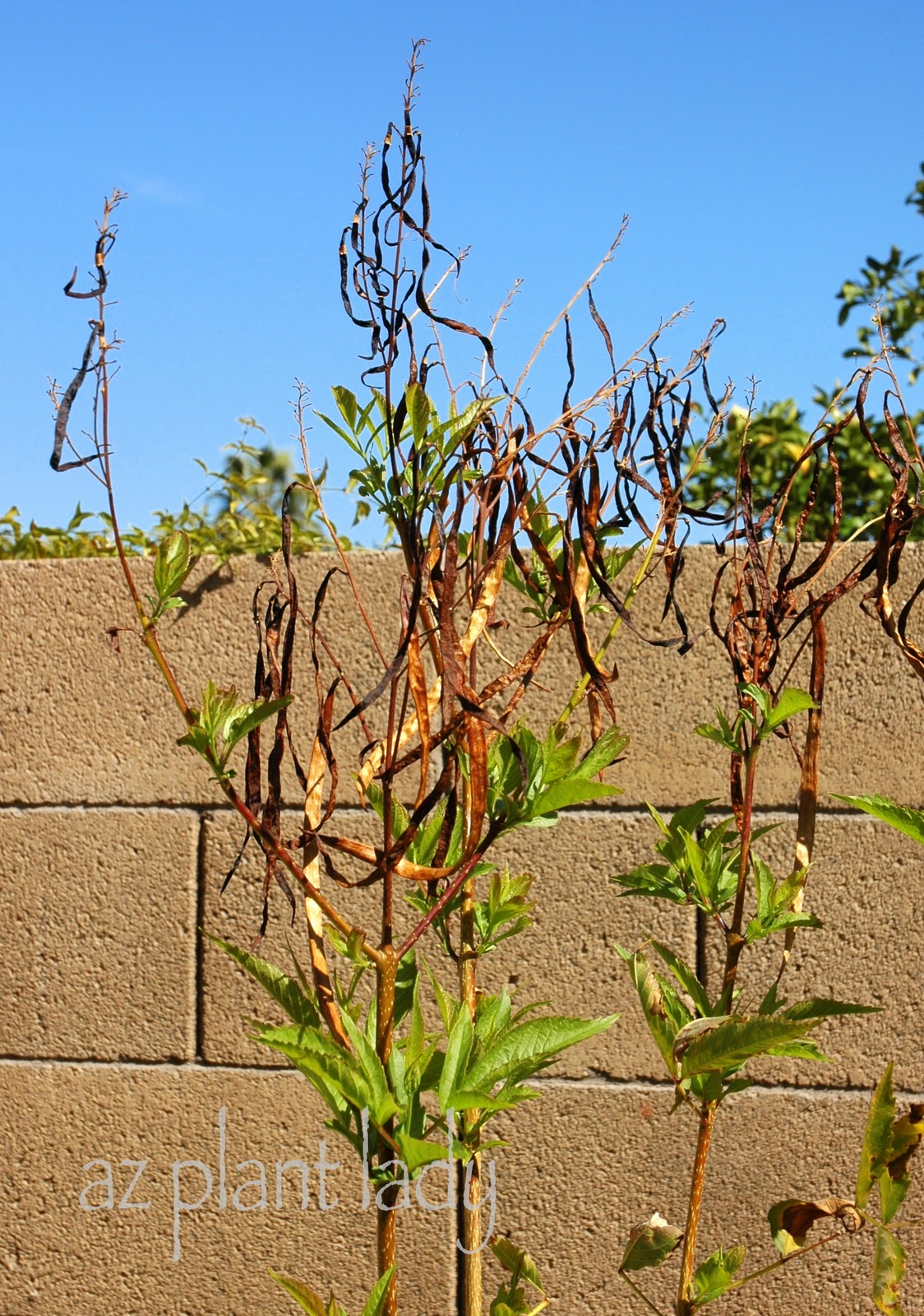 Got Brown, Crispy Plants? Put Down Your Pruners