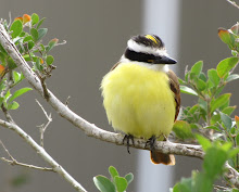 great kiskadee: a favorite backyard resident