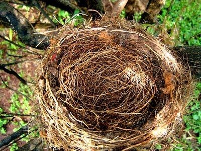 [Ninho+vazio.jpg]