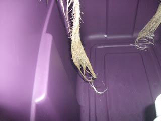 Aeroponic Sweet Potato Prototype: Day 47 Back to pure Aeroponics!