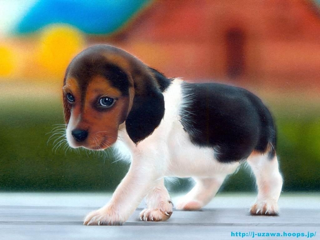 [beagle-puppy.jpg]