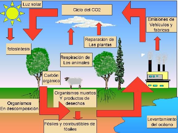 El Ciclo Del Carbono Que Es Como Funciona Y Su Importancia Resumen Images