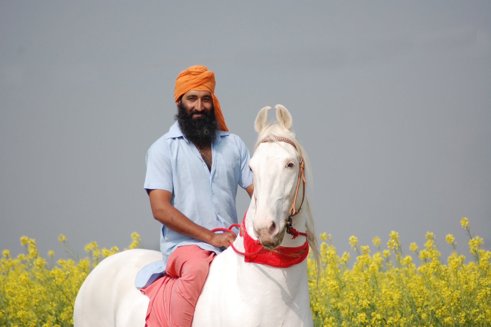 Marwari horse (indigenous horses of india)