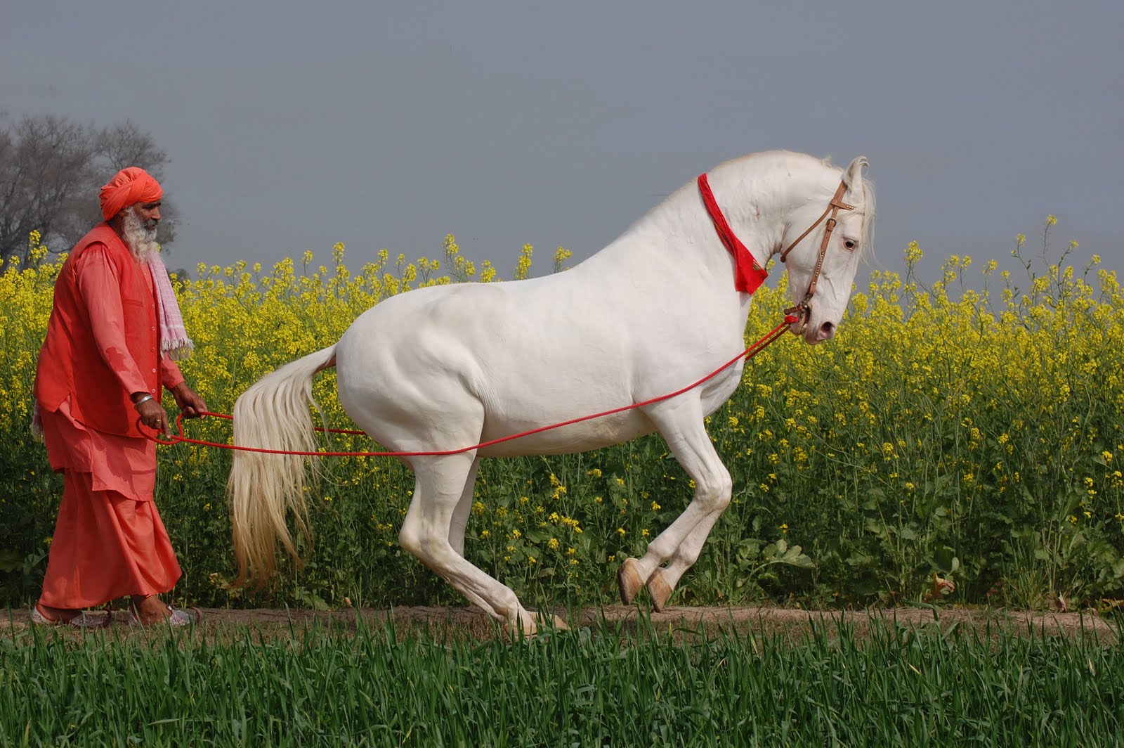Marwari horse (indigenous horses of india)
