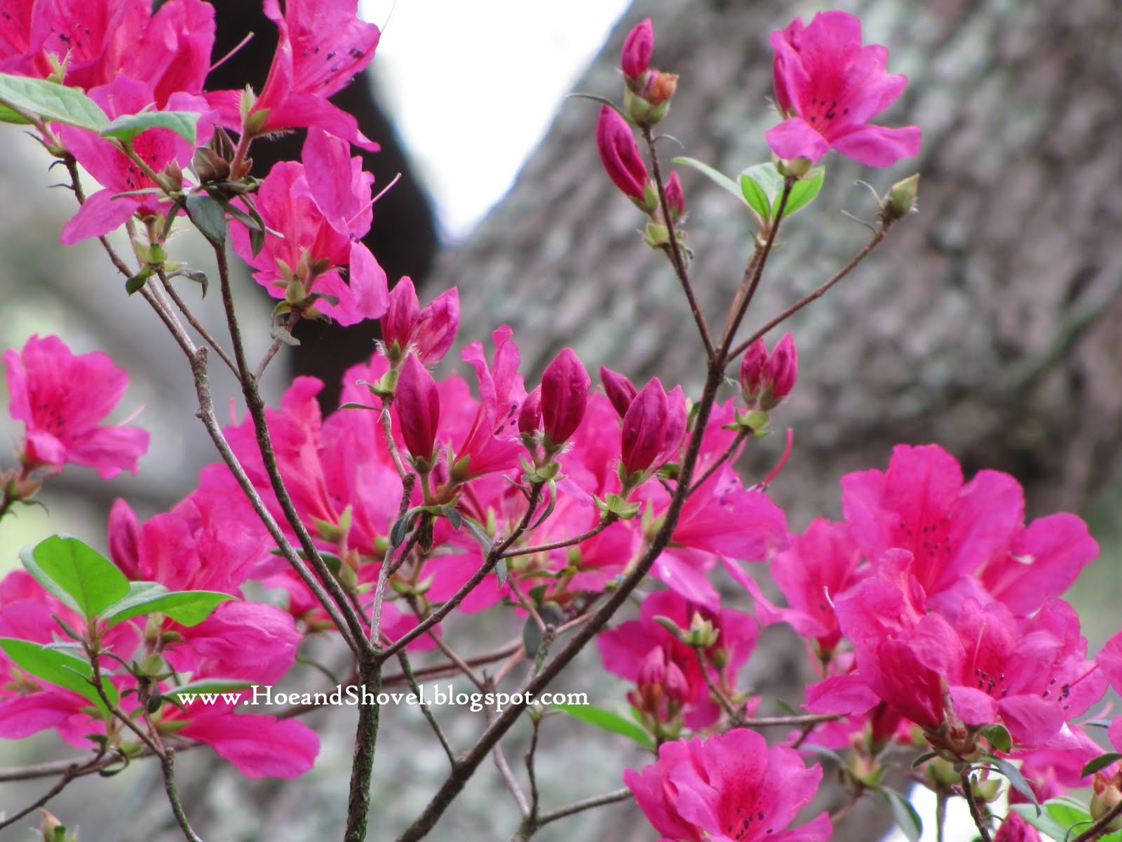 Blogging In Myrtle Glen My One And Only Azalea