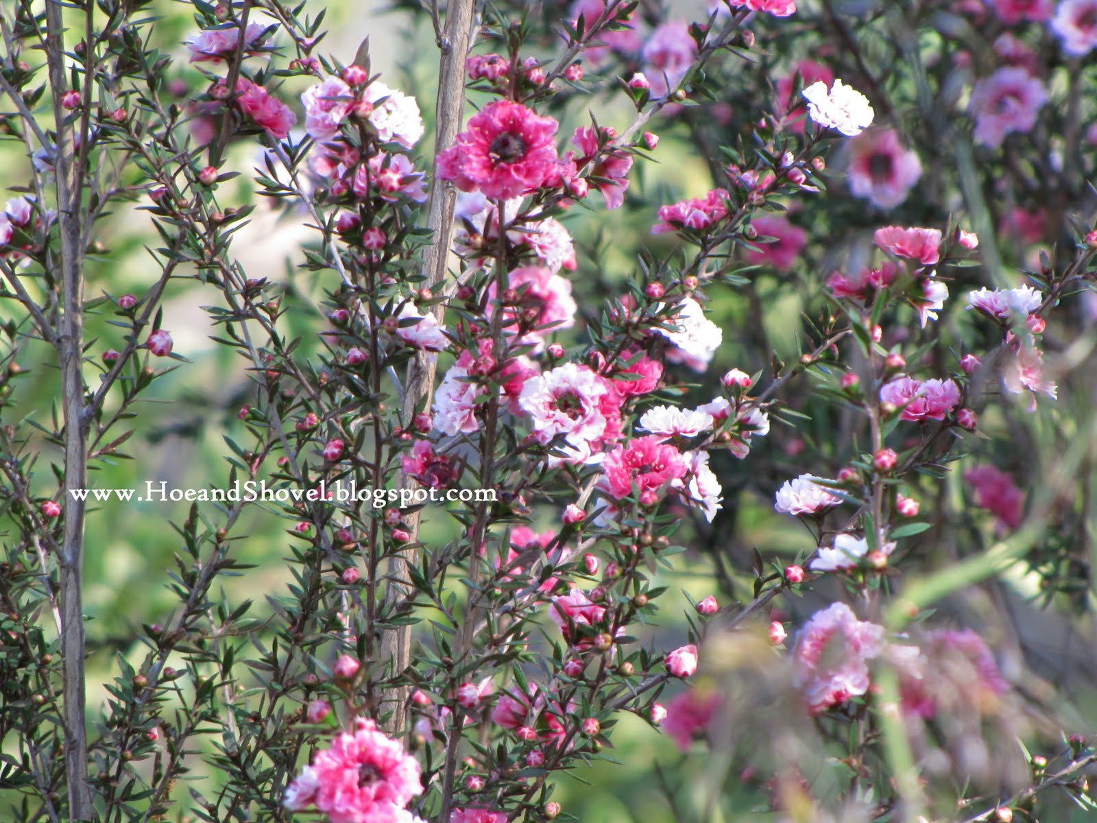 The Organic Way To Beautiful Roses Kevin Lee Jacobs
