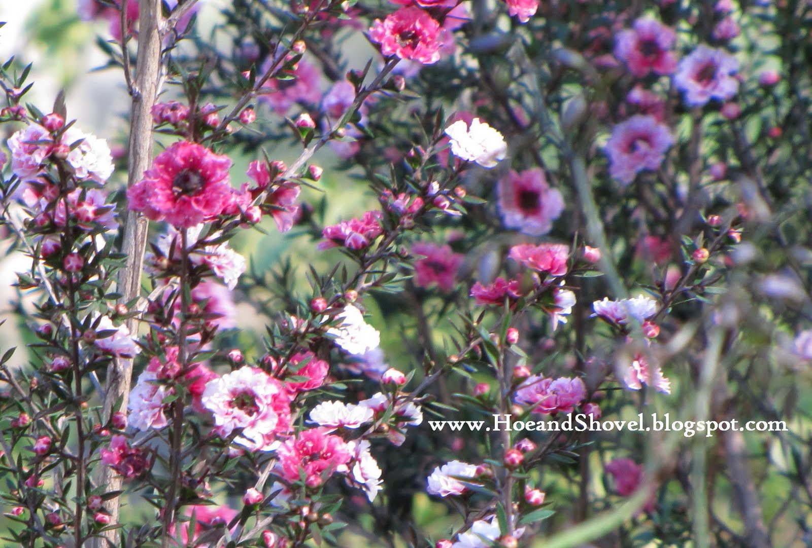 5 Trees That Bloom All Summer Woman Elan Vital Davao Lifestyle