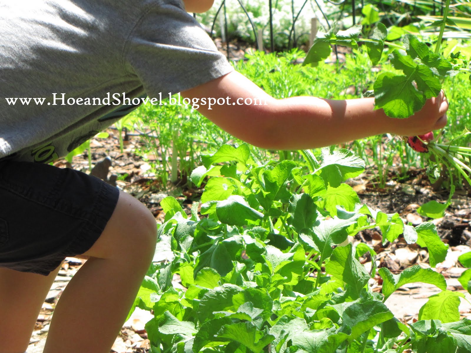 Hoe and Shovel: Practicing Organics in a Florida Vegetable Garden