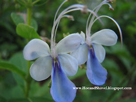 Heave And Hoe The Invasive Butterfly Bush