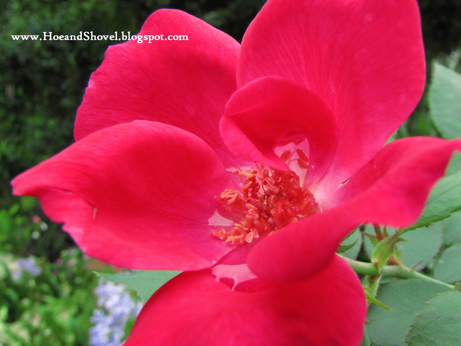 Ligustrum Sunshine Archives Ramblings From A Desert Garden