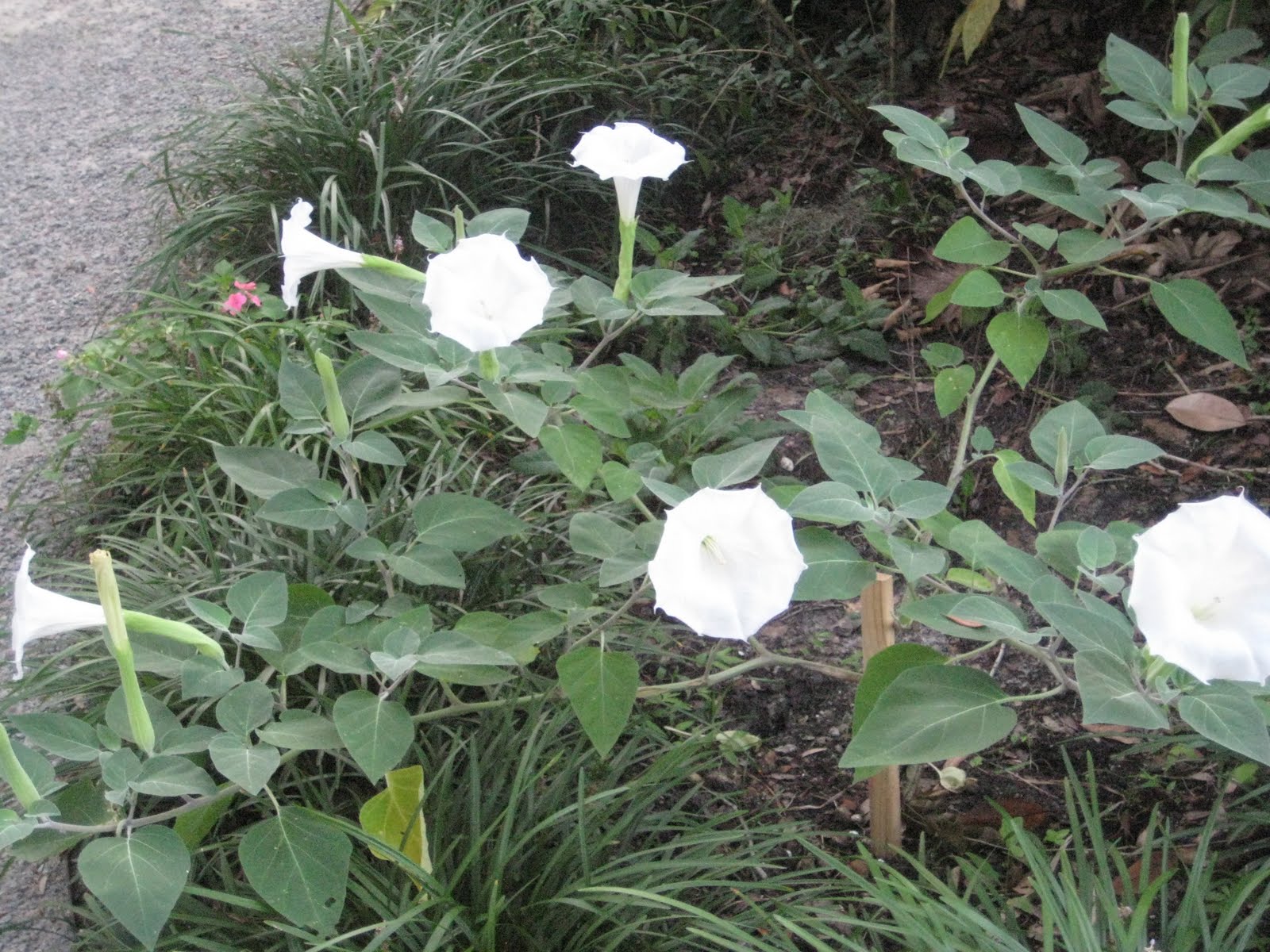 Palmetto Pixie White Trumpet