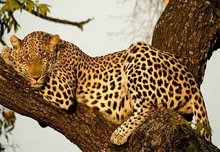 leopard Leoperd