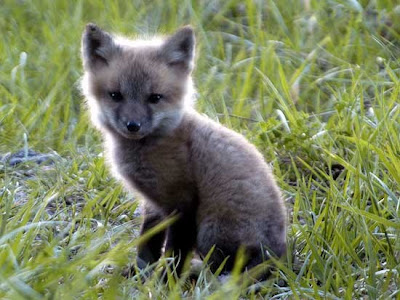 He puts the 'fox' in Foxtrot. He's not really doing much of the 'trot' bit, though.