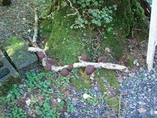 県民の森日記 掲示板 天然しいたけ