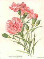 Ohio Scarlet Carnation