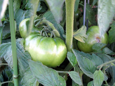 Bucolic Bushwick a Brooklyn Rooftop Container Vegetable Garden