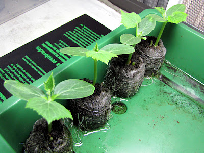 Bushwick Rooftop Container Gardening Seedlings