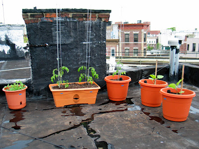 Rooftop Container Vegetable Garden