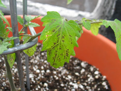 Rooftop Garden Vegetable Disease