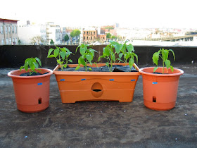 Bushwick Rooftop Container Vegetable Garden