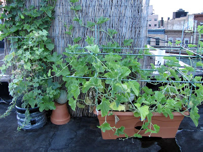 Bushwick Rooftop Container Gardening Vegetables