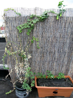 Bushwick Rooftop Container Vegetable Garden Plant