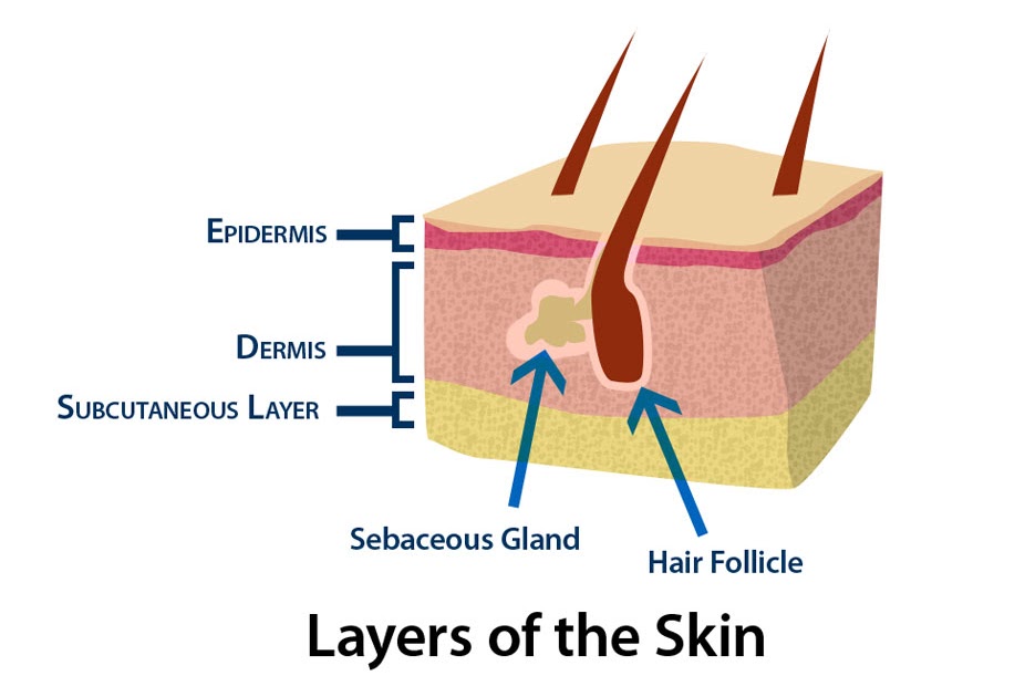 Understanding Your Skin ~ My Beautiful & Lovely Life
