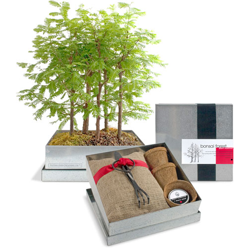  BB Blog Bonsai forest kit  
