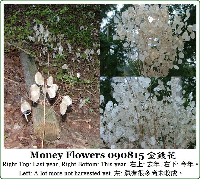 [090815+Money+Flowers.jpg]