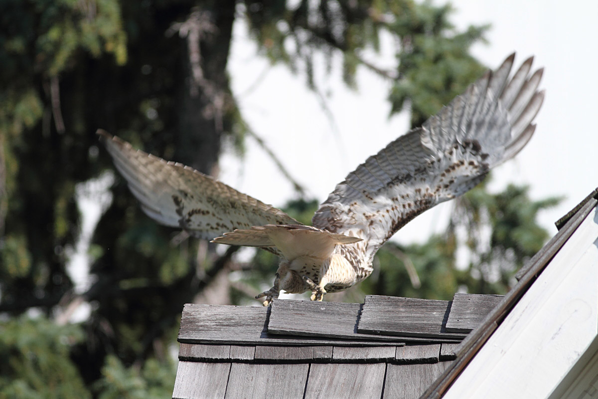 RedTailed Hawk Nest 20092017 Hunting for bugs Juv red tailed hawk