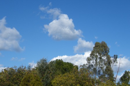 [árvores+e+céu.JPG]