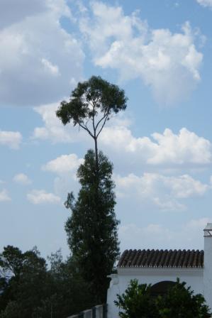 [Eucalipto+e+nuvens.JPG]