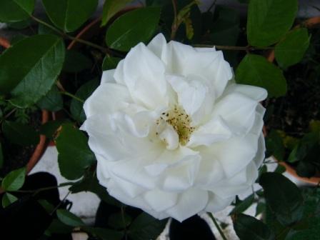 [Rosa+branca.JPG]