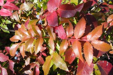 [Cores+de+Outono.JPG]