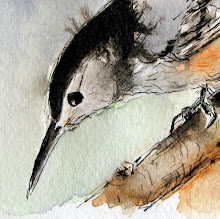 The Nuthatch ... watercolor and story