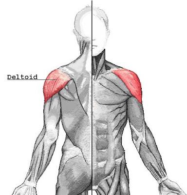 Health & Fitness Blog: Simple ways to Build Powerful Deltoids...