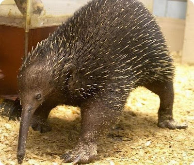 ovticartmy: Strangest And Rarest Animals In World